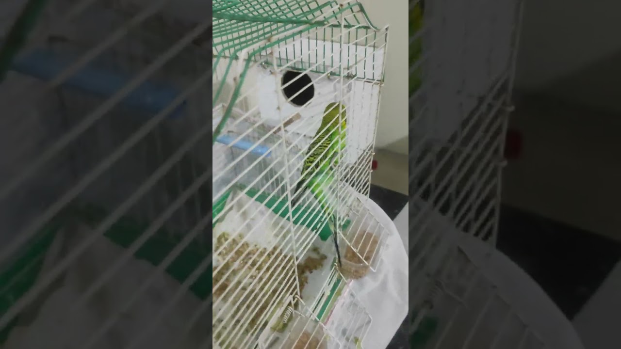 Hırçın Muhabbet Kuşunu Ele Alıştırma | Adım Adım Deneyim