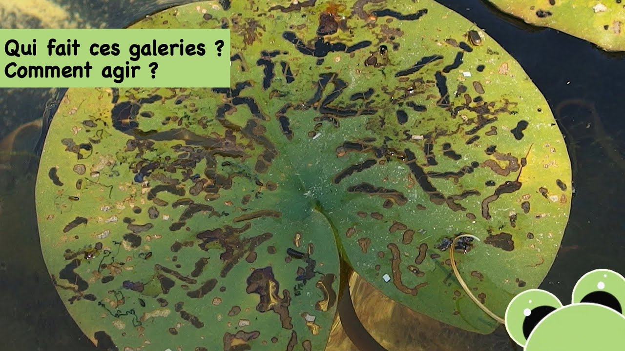 La gal&eacute;ruque du n&eacute;nuphar