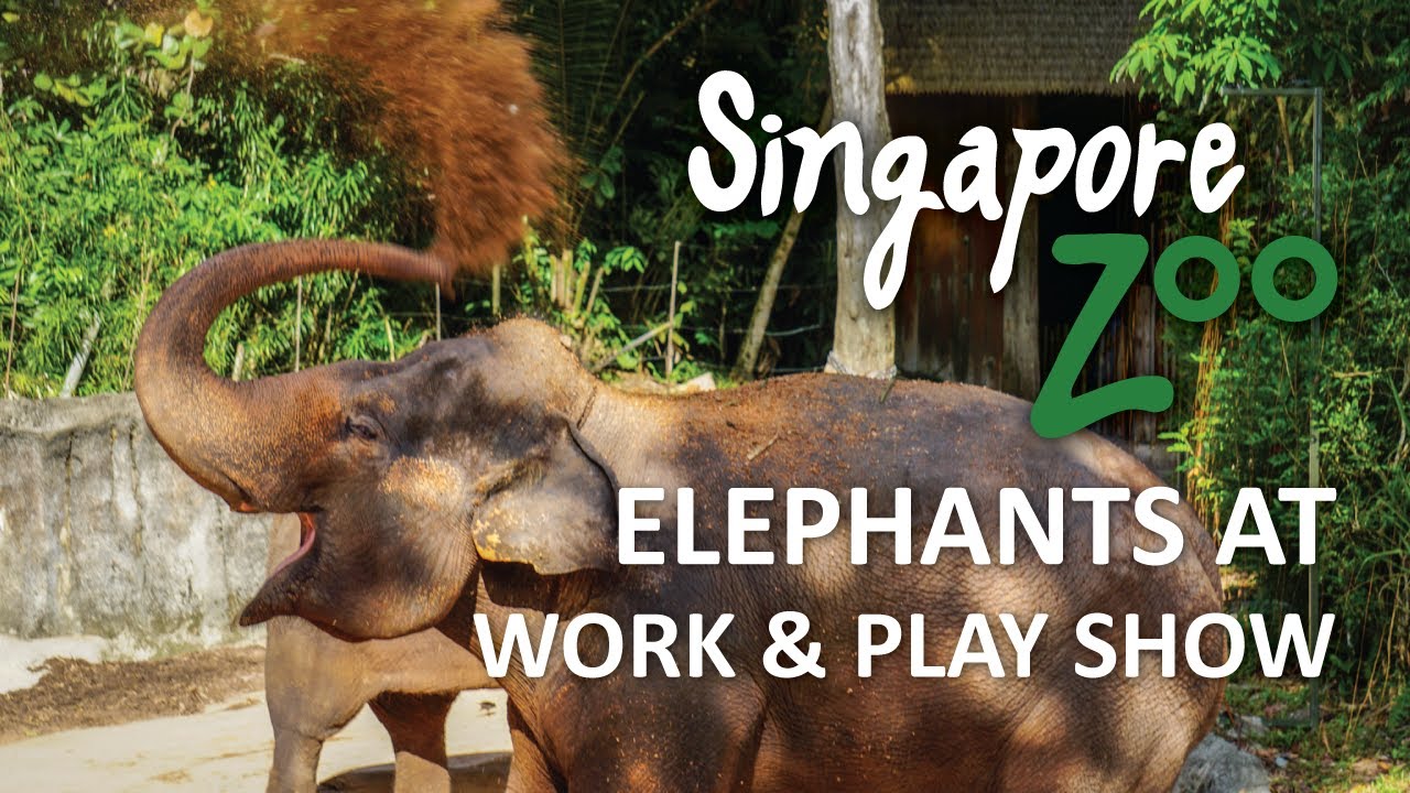 Singapore Zoo Elephants At Work & Play Show Full Show Review by Raees Rafael