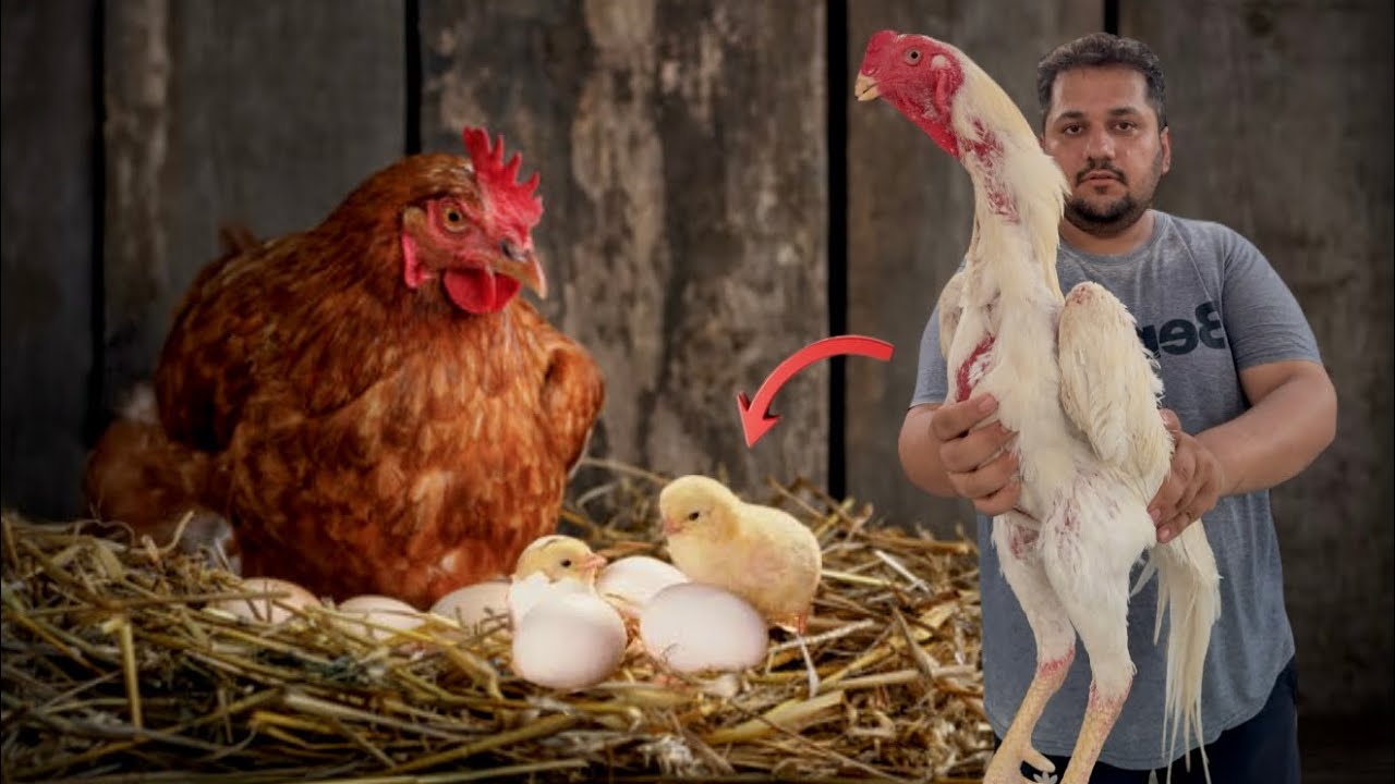 Hen Hatched Shamo Chicks ,Aseel Murgio Ki Modern Farming Krny Ka Tareeqa Hsn Entertainment