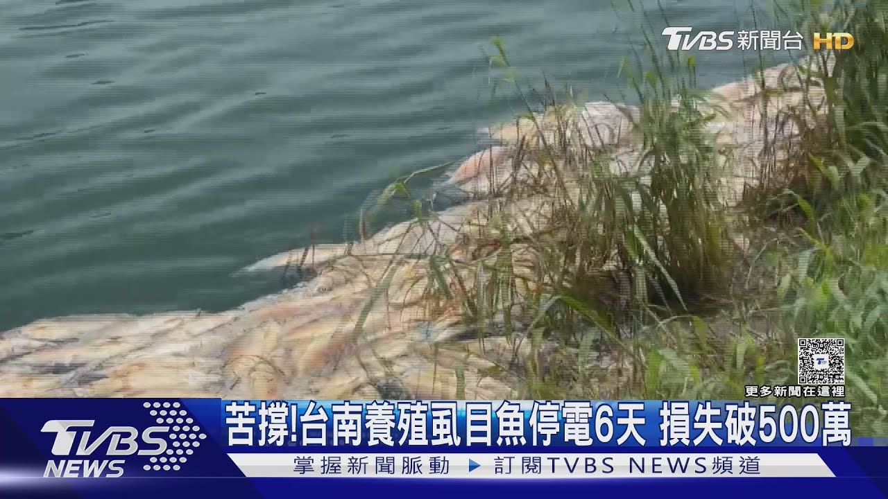 養殖虱目魚停電6天「損失破500萬」!東石烤蚵街維持原價｜TVBS新聞 @TVBSNEWS01