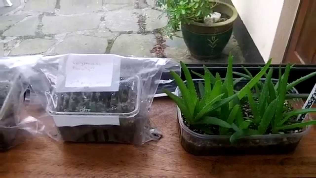 How to care for Cacti & Succulent seedlings in the Winter