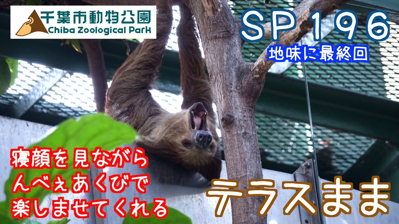 ＳＰ１９６　寝顔を見ながら、んべぇあくびで楽しませてくれるナマケモノ（テラスまま）