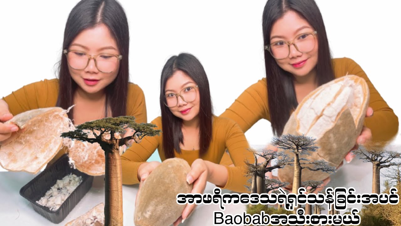 အာဖရိဒေသရဲ့ရှင်သန်ခြင်းအပင်ရဲ့Baobabအသီးစားကြည့်မယ်