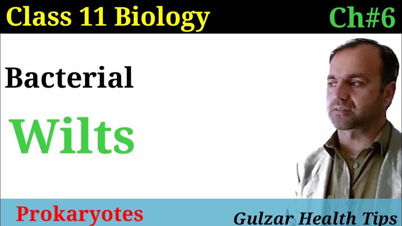 Bacterial Wilts | Bacterial plants infection | class 11 Biology.