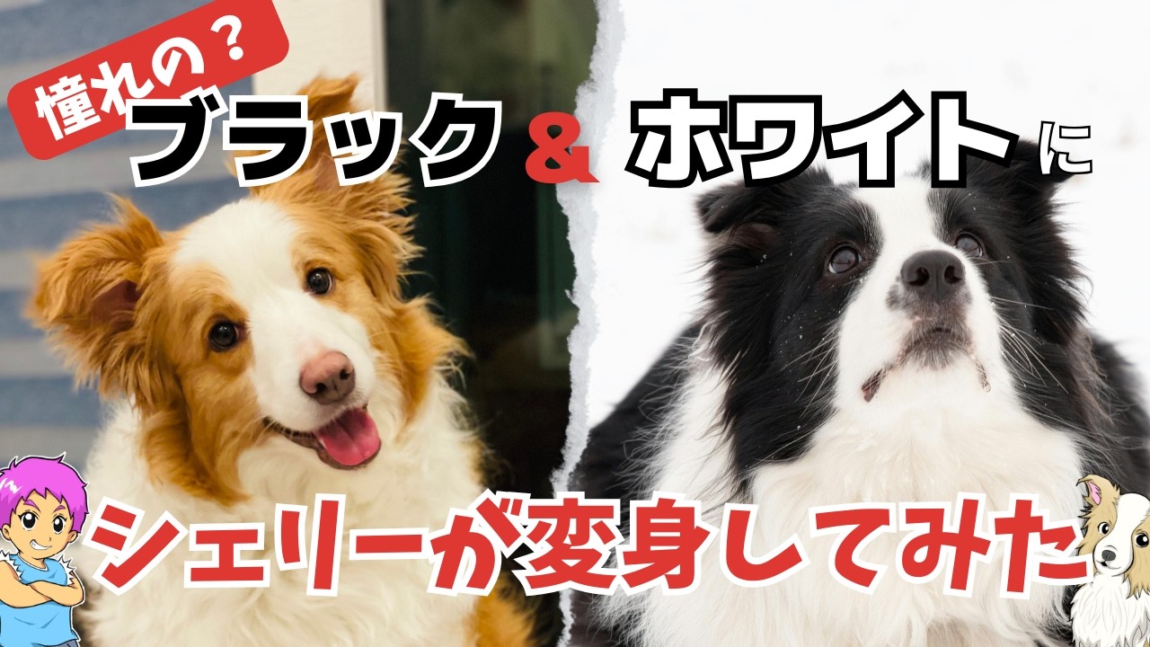 【超おすすめ】憧れ？ブラック＆ホワイトのボーダーコリーに変身！思い切って購入したペット用品に感動したのでレビューします！