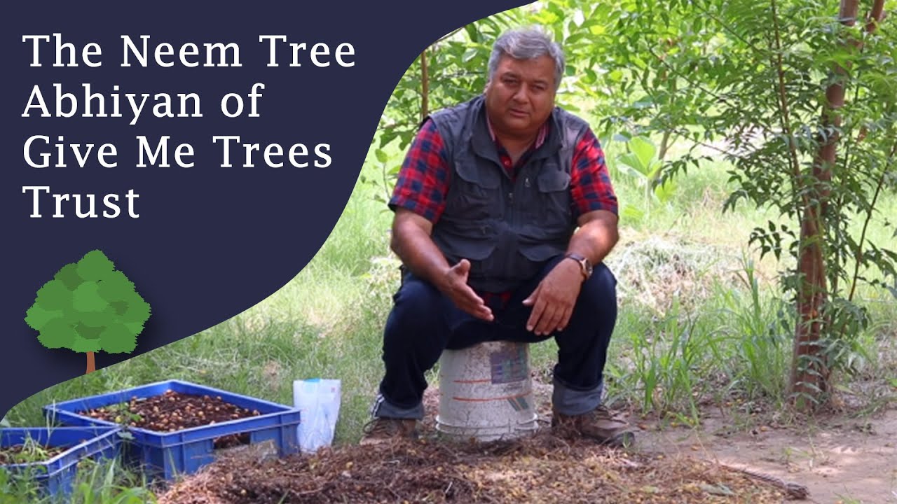 The Neem Tree Abhiyan of Give Me Trees Trust