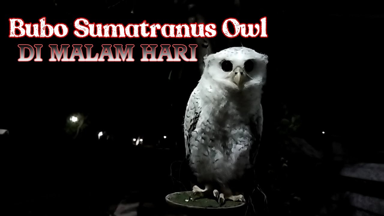 Suara burung hantu bubo sumatranus owl usia muda