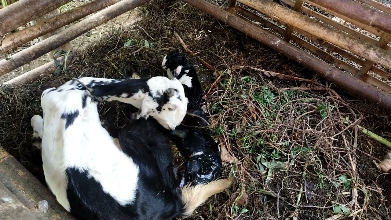 Lahir anak kambing lagi @cuandaritani 