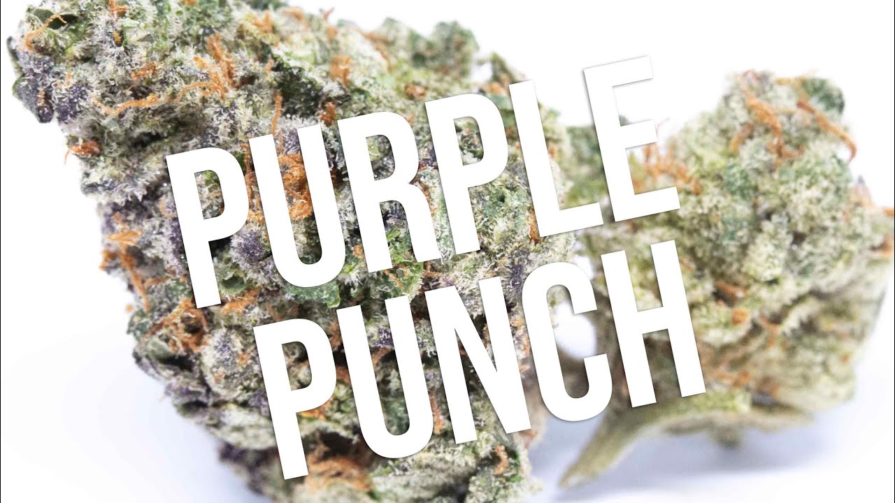 Purple Punch Strain review!