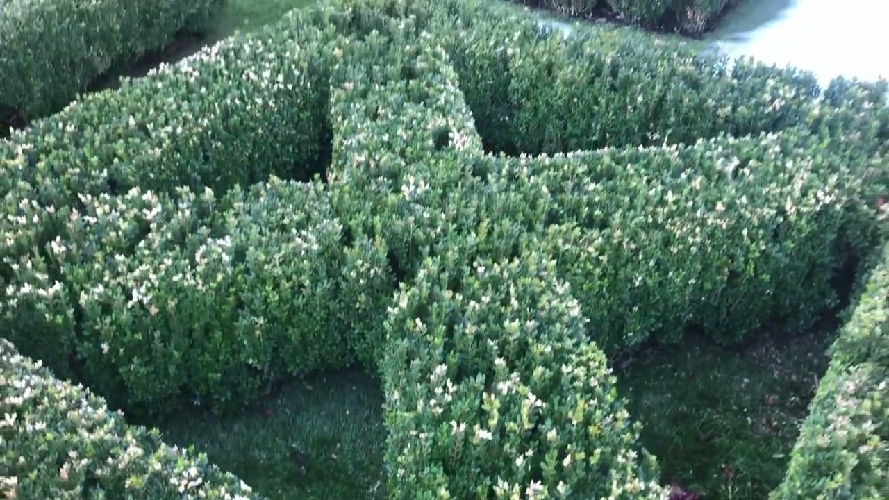 Proper and Improper Boxwood Parterre Pruning