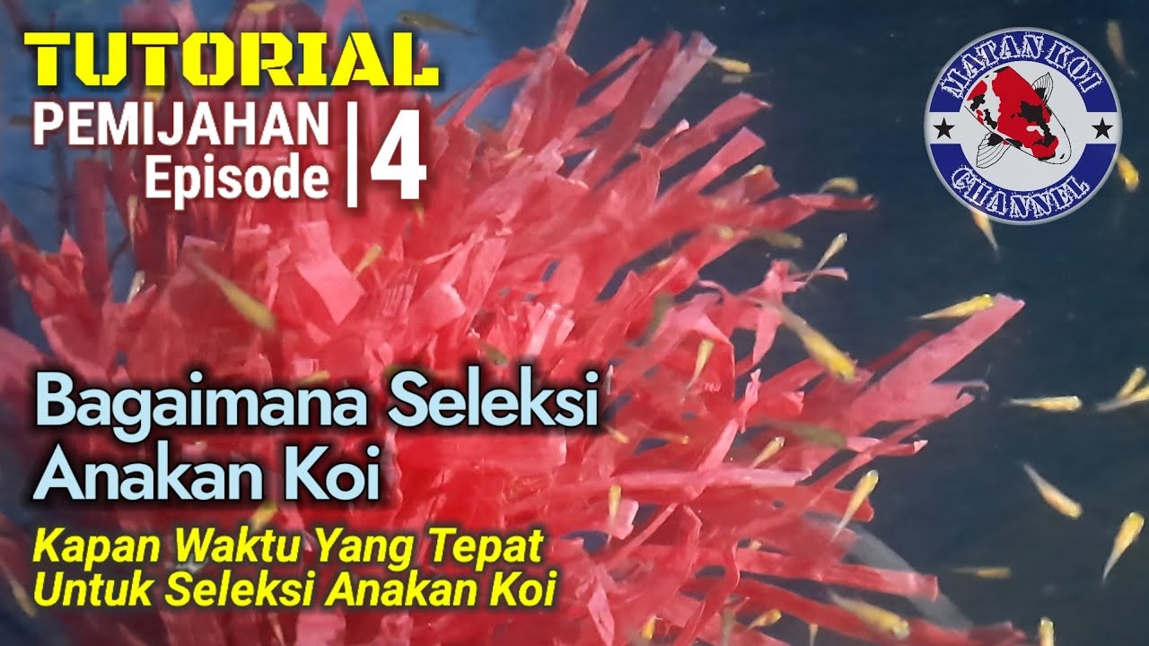 Tutorial : PEMIJAHAN Episode #4 (Bagaimana Seleksi Anakan Koi)