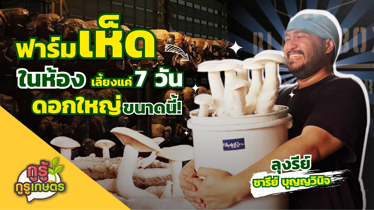 กูรู้ กูรูเกษตร EP.4 I ฟาร์มเห็ดในห้องที่ฟาร์มลุงรีย์ เลี้ยงยังไงให้โตวันโตคืน แค่ 7 วัน พร้อมตัดขาย