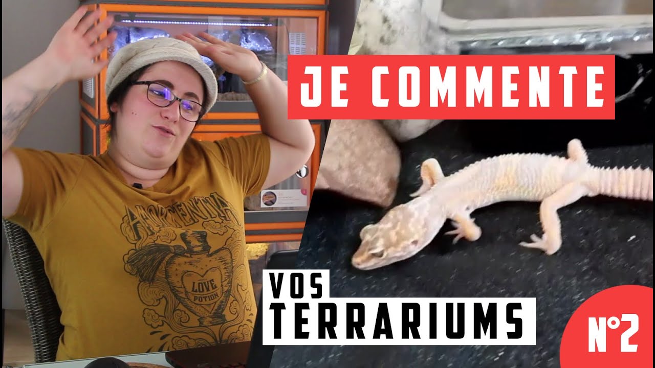 #2 LES TERRAS DES ABONNÉS - Son gecko a une position vraiment étrange...