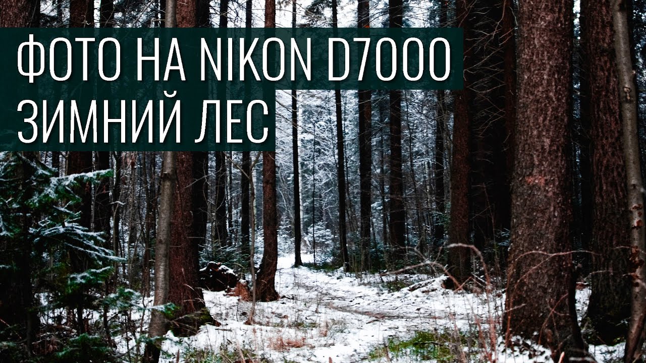 Зимний лес | фото на Nikon d7000