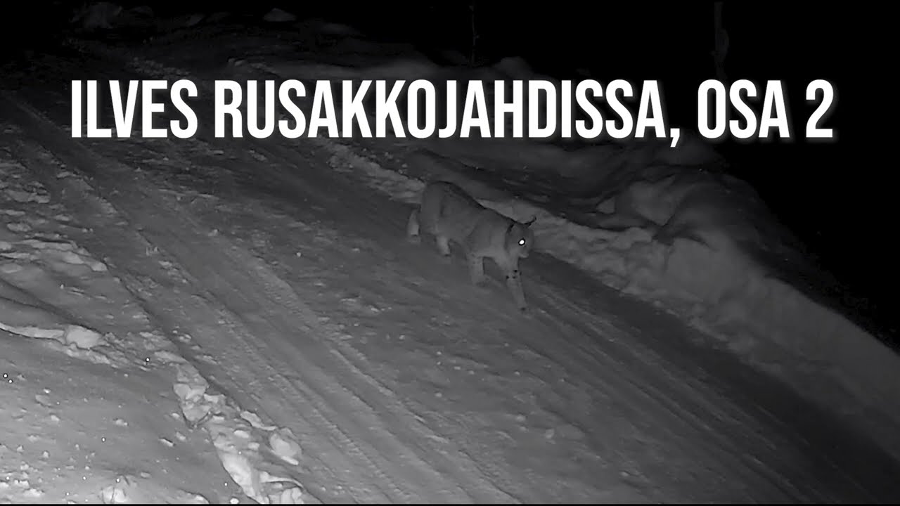 Ilves rusakkojahdissa, osa 2.