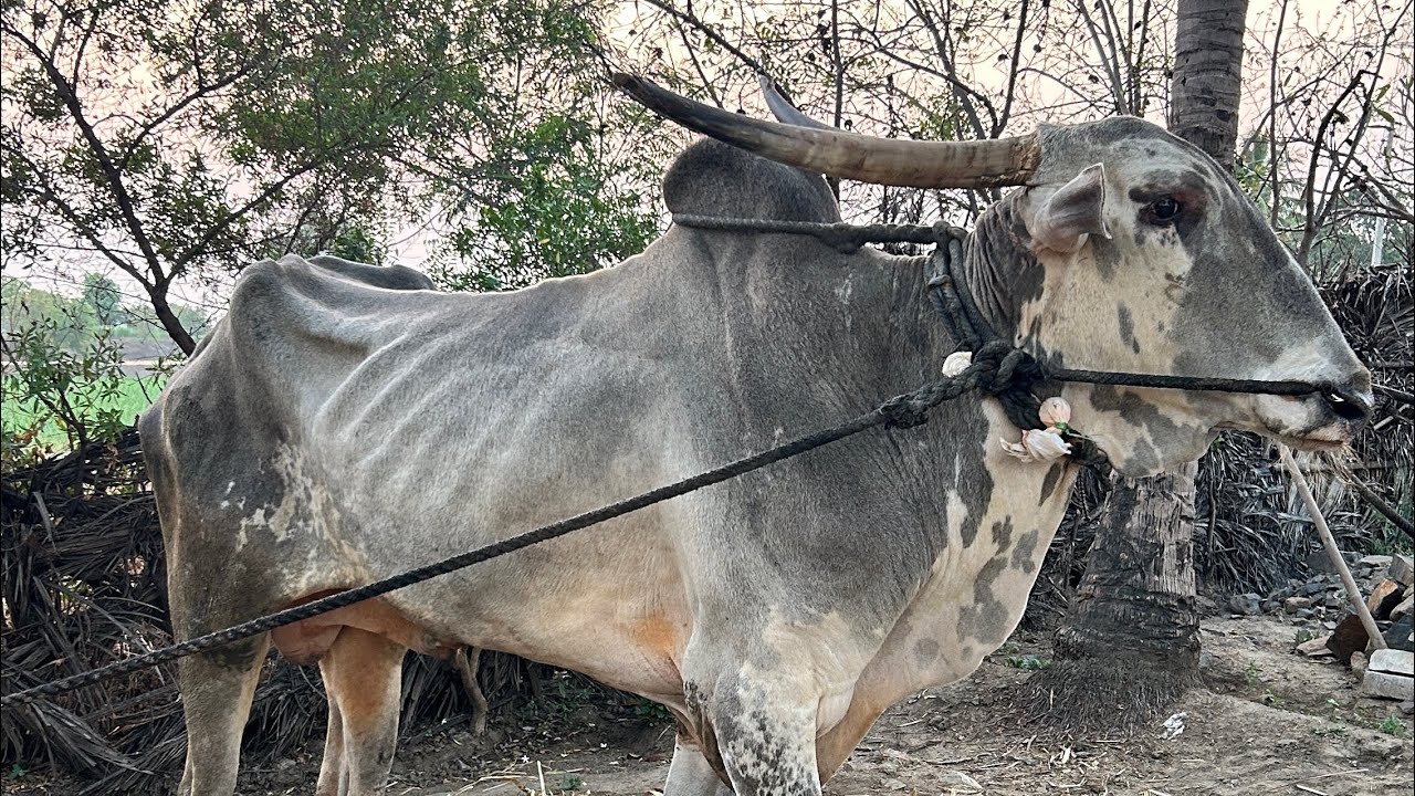 तांडोर चा राजा | Tandor Cha Raja | #khillar #khillarpremi 