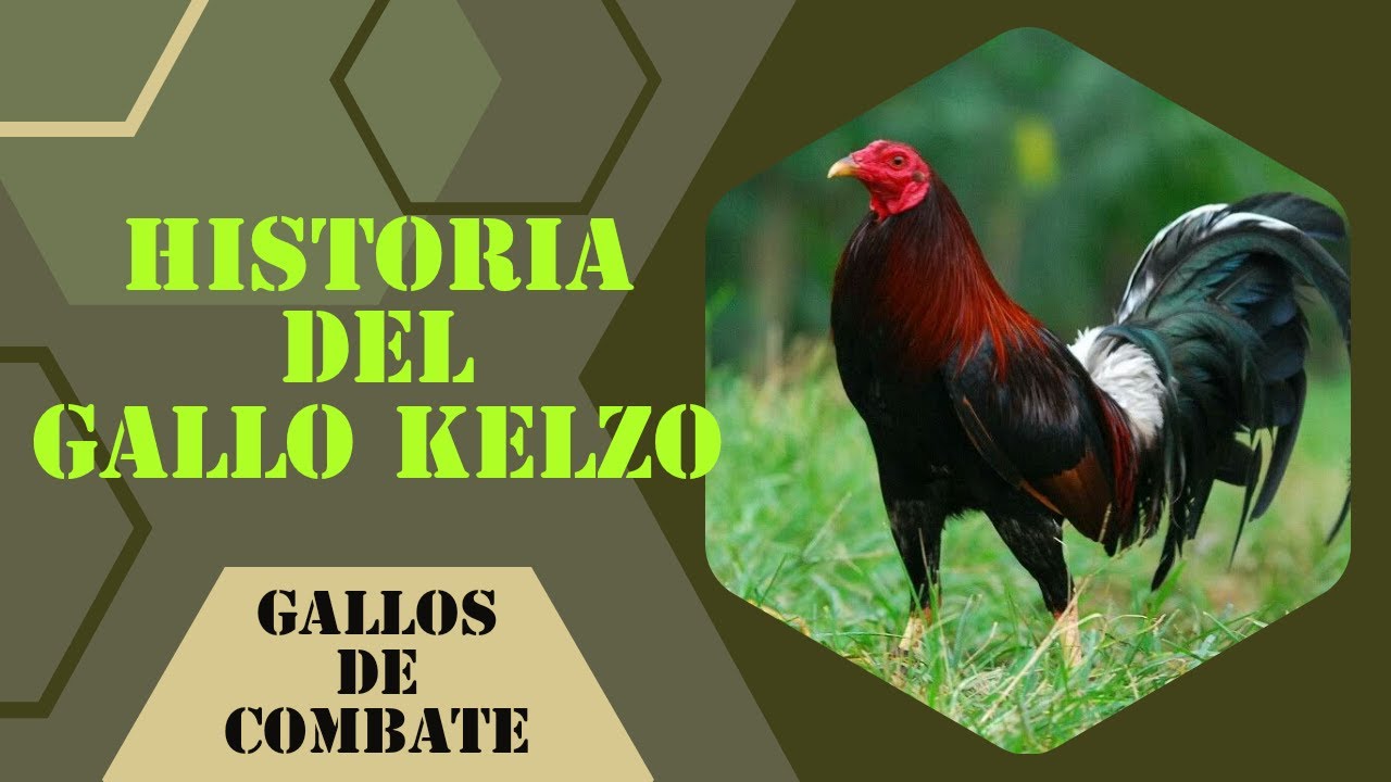 Origen del gallo kelso