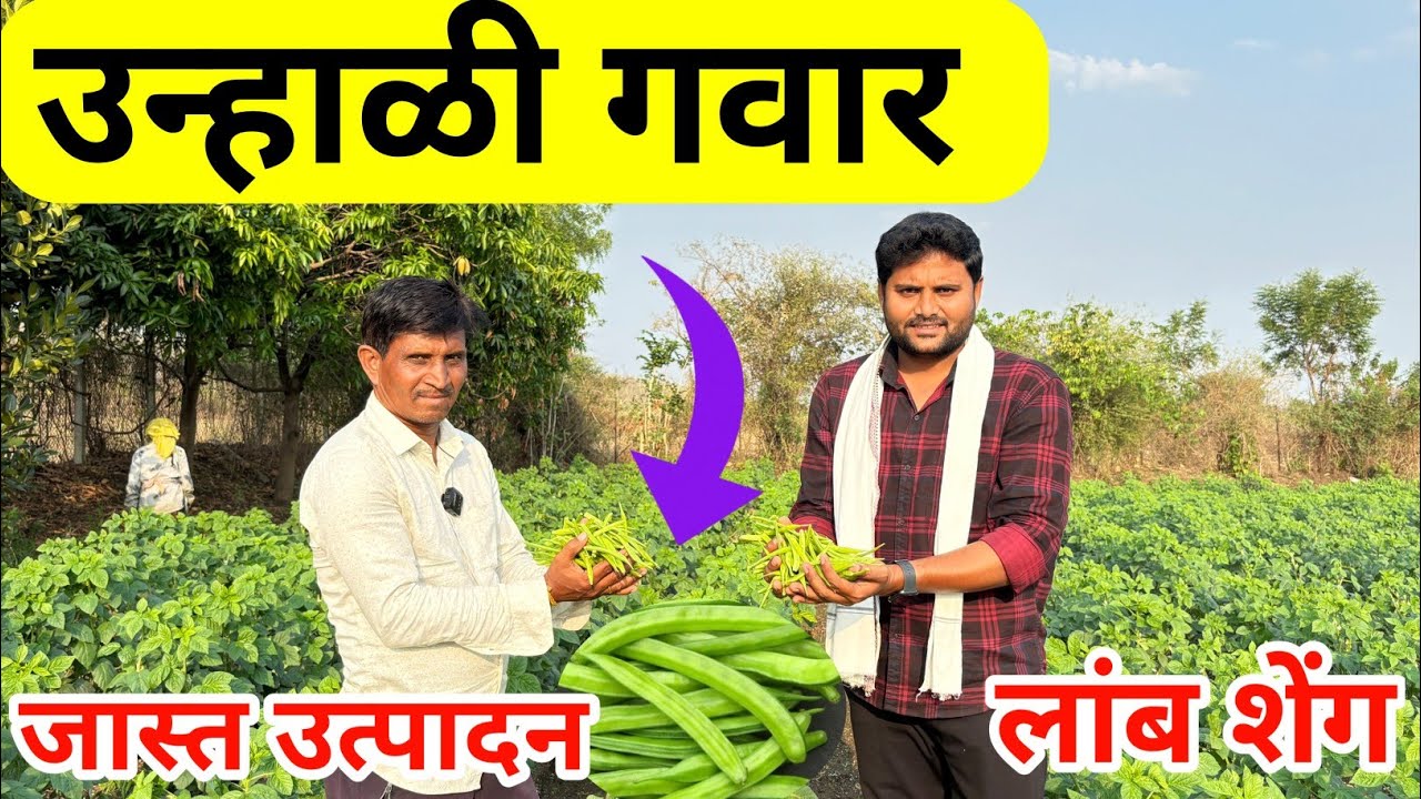 उन्हाळी गवार जाती // बेस्ट गवार जाती // best gvar jati // gavar veraity @वालघेवडा