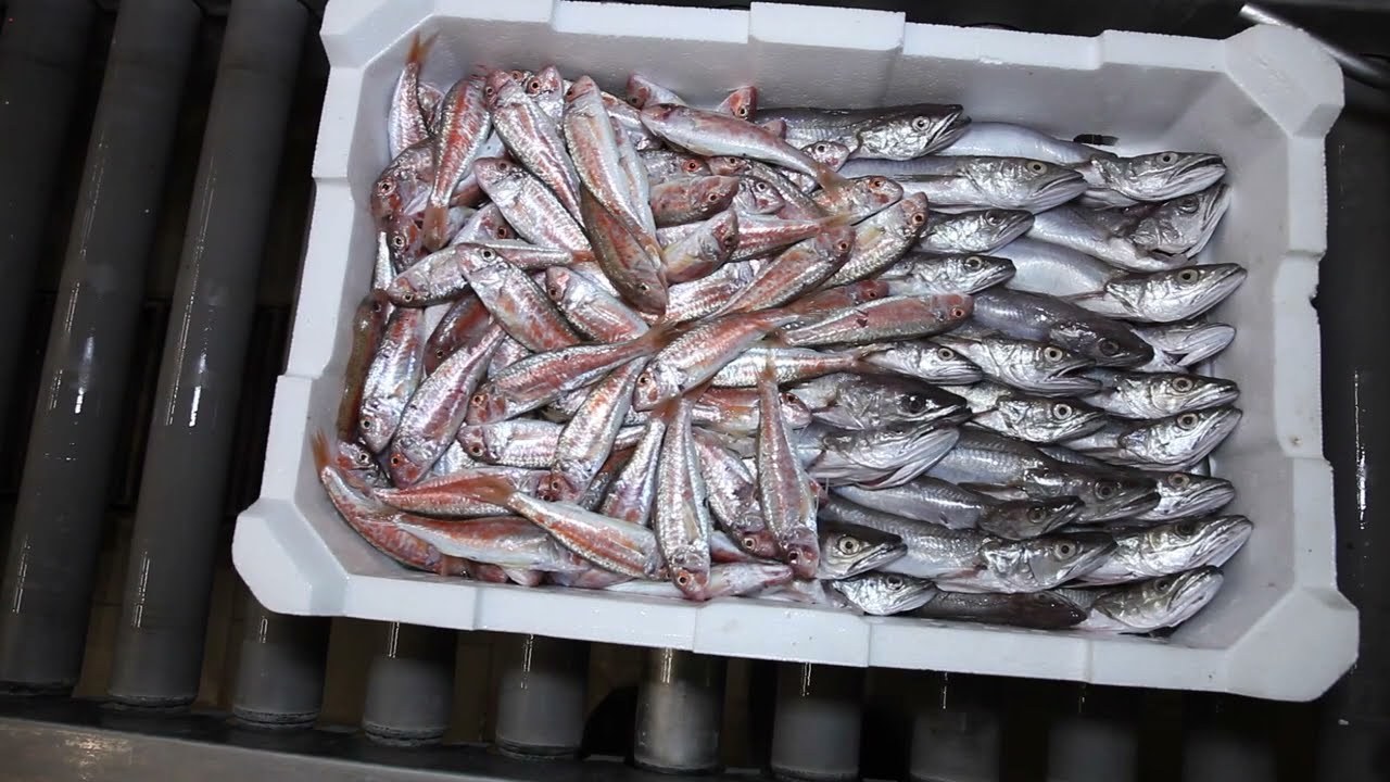 L'ASTA DEL PESCE - Scopri Fano Marinara