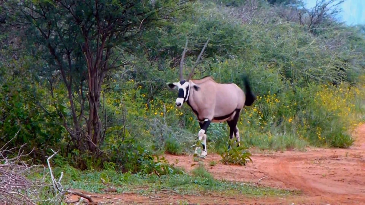 Gemsbok (Oryx gazella)