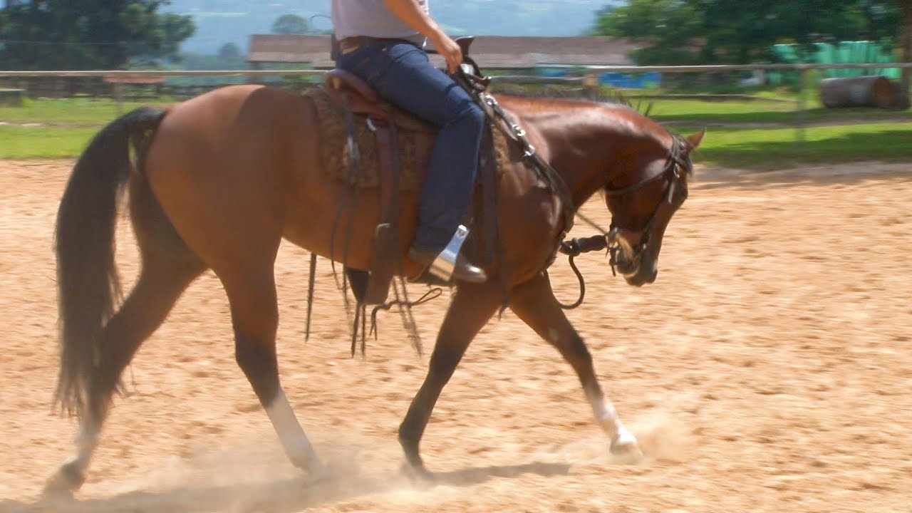 TV UC - Como muscular o cavalo