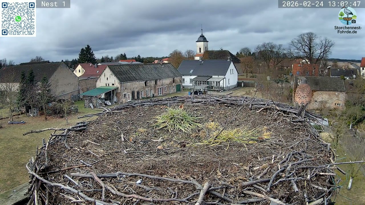 Terzel auf Horst 1 und im Eulenkasten  Storchennest Fohrde - 24.02.2026