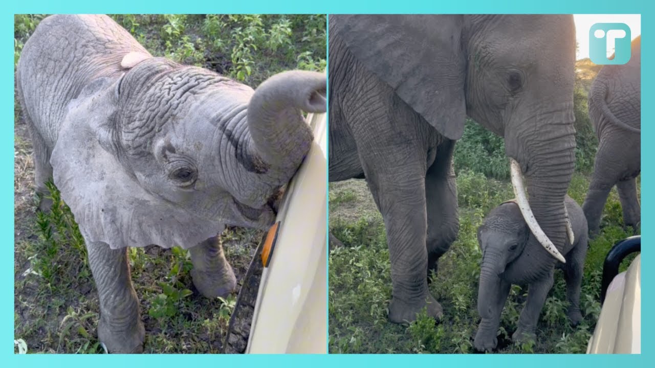 Elephant Mom Has To Pull Inquisitive Calf Away From Safari