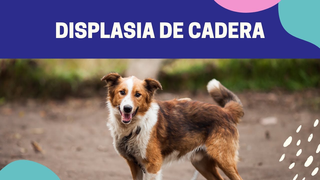 Displasia de cadera en perros - [Explicación y tratamiento]