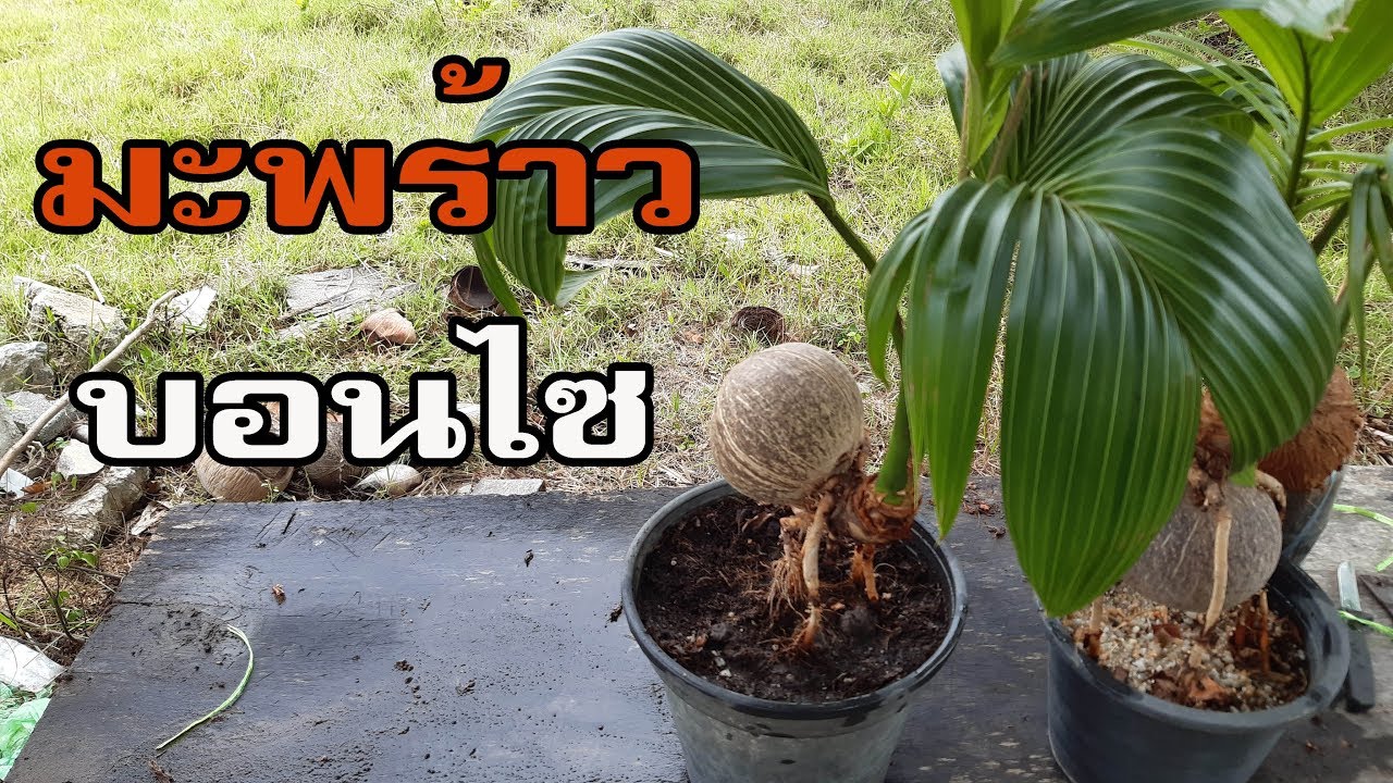 มะพร้าวบอนไซ EP 1 มะพร้าวบอนไซเริ่มต้นอย่างไร share แชร์