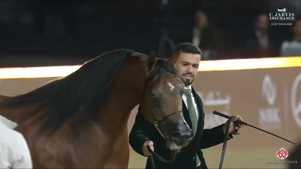 N.213 MOHANNAD AL CADY - GCAT Doha 2026 - Stallions 7-10 Years Old (Class 11)