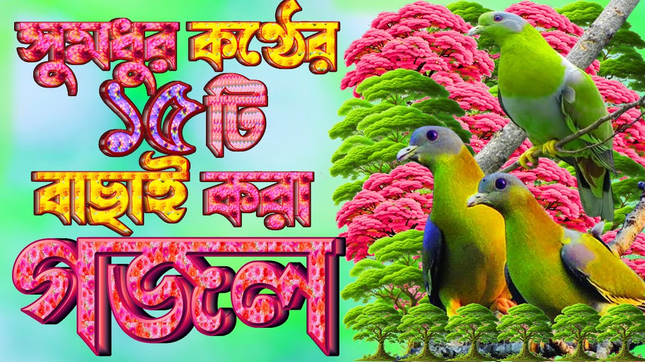 মায়াবী কন্ঠের সেরা ১৪টি গজল |বাছাই করা গজল |Selected Gojol | Islamic Bangla Gojol | Best Gazal 2024
