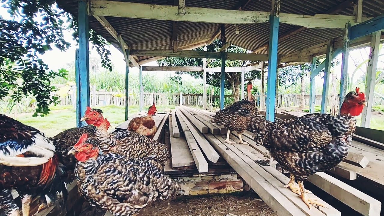 GALINHAS CAIPIRA PINTINHOS MEUS SEGREDO PARA UMA BOA PRODUÇÃO AQUI NO SÍTIO 