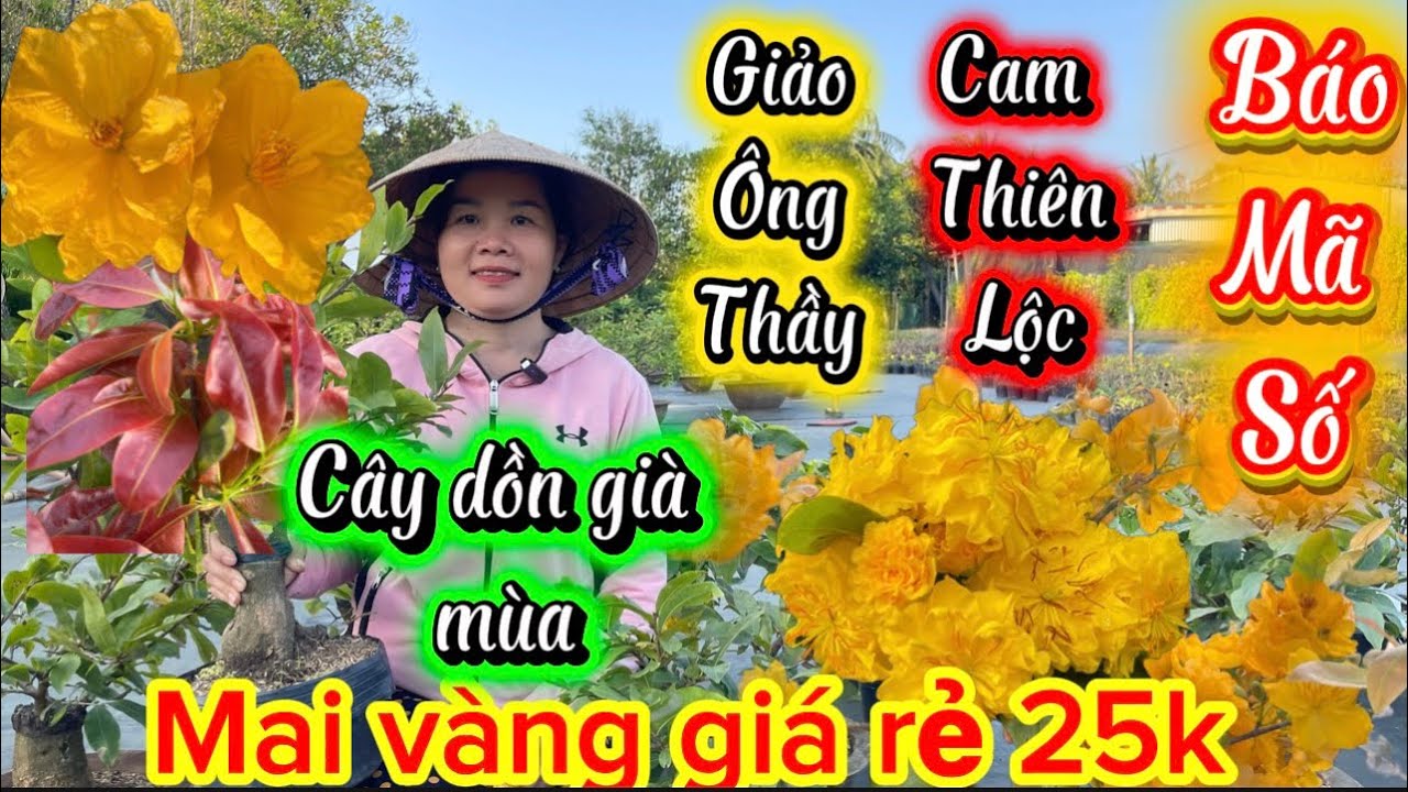 18-3-2026☎️0397.730.828🌲mai vàng giá rẻ 25k-ông thầy cam thiên Lộc-mã số nhiều giống cay già mùa 
