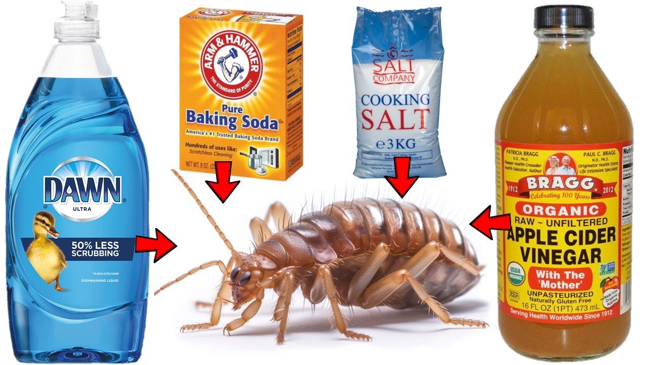How to Get Rid of FLEAS FAST & NATURALLY (Baking Soda, Dish Soap, Apple Cider Vinegar, Salt, etc)