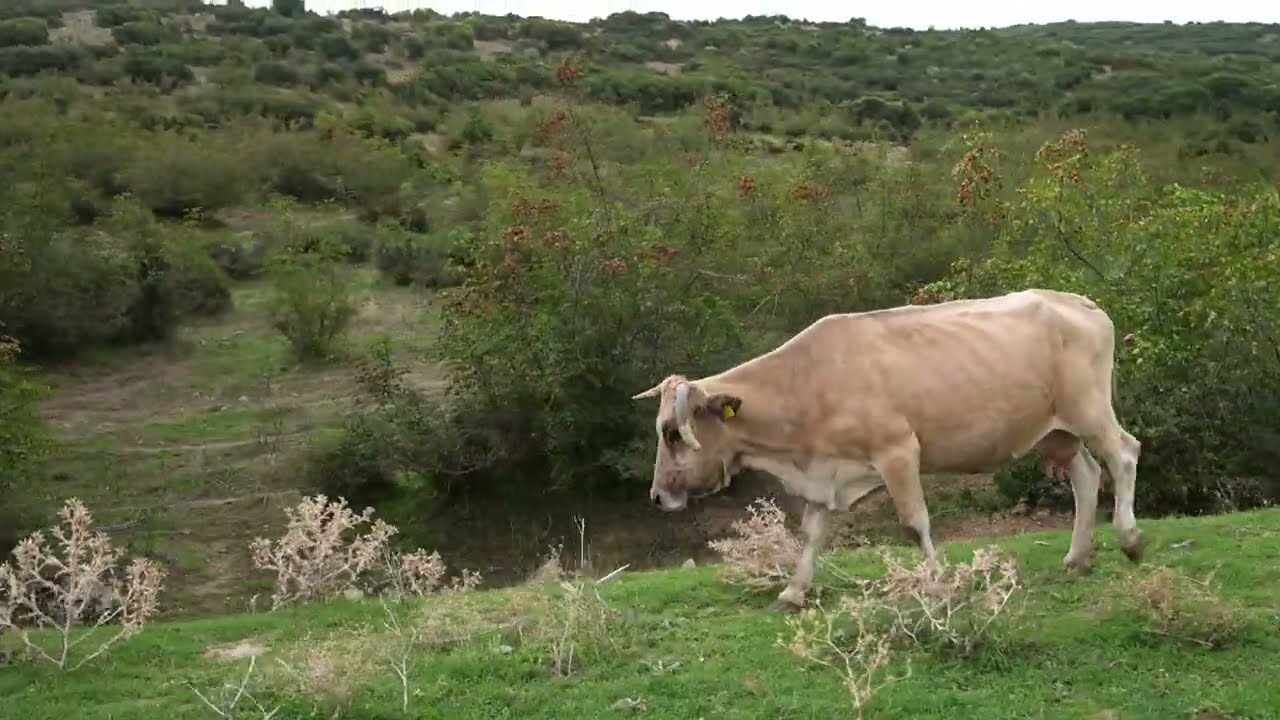 Αγελάδες ελευθέρας βοσκής στον Όλυμπο