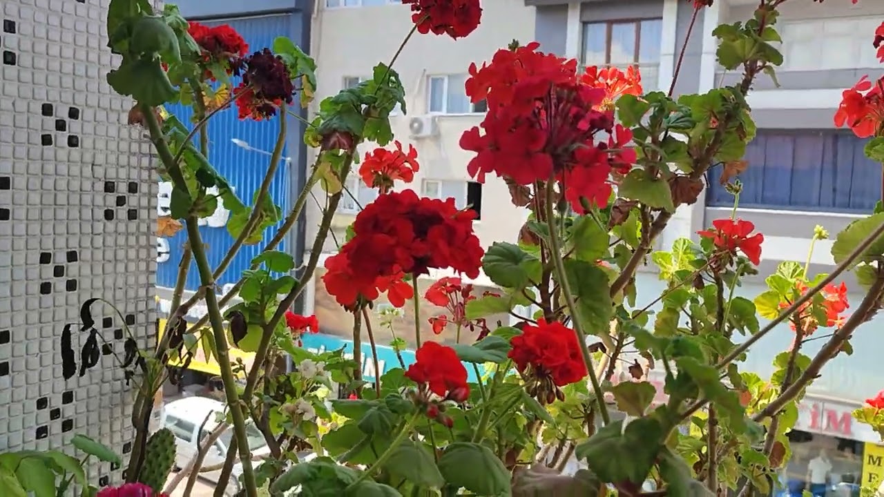 Yaz gelince sardunya dönemi