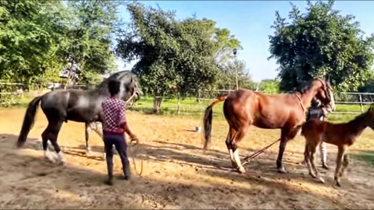 STALLION DEVRAJ COVERING || DEV STUD FARM
