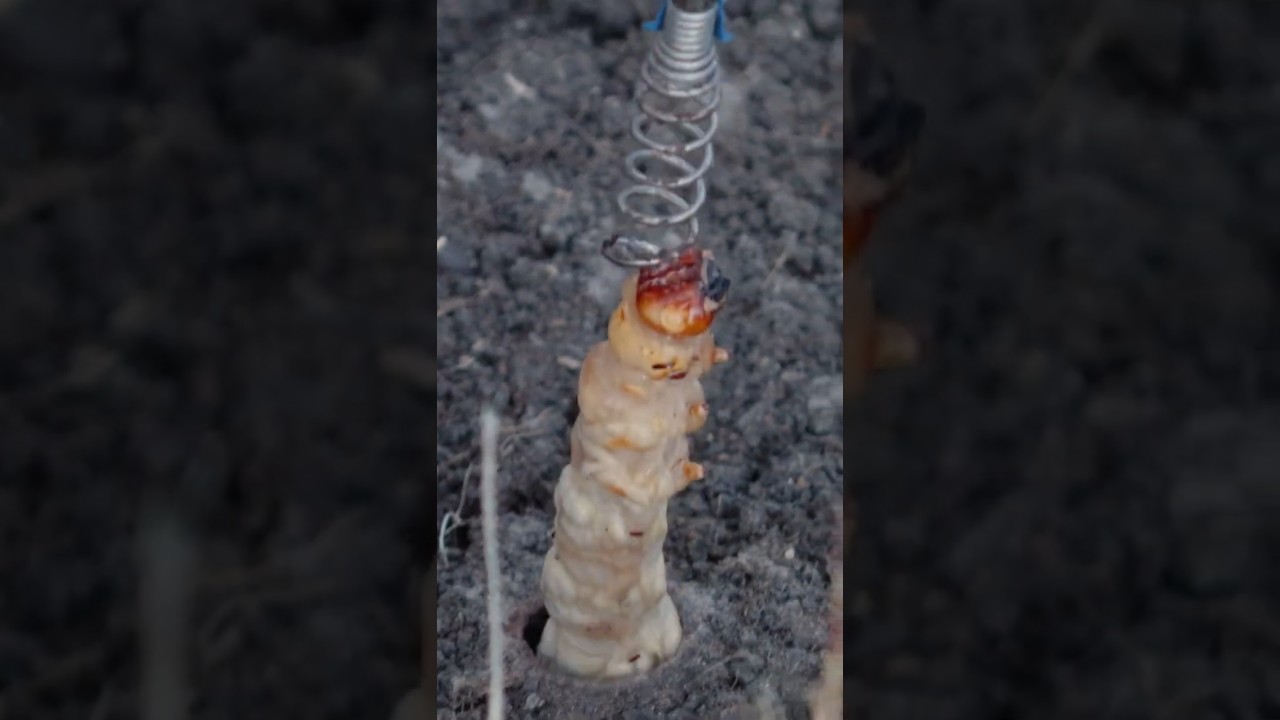 Catching Bardi Grubs | Australia&rsquo;s Ultimate Bush Bait