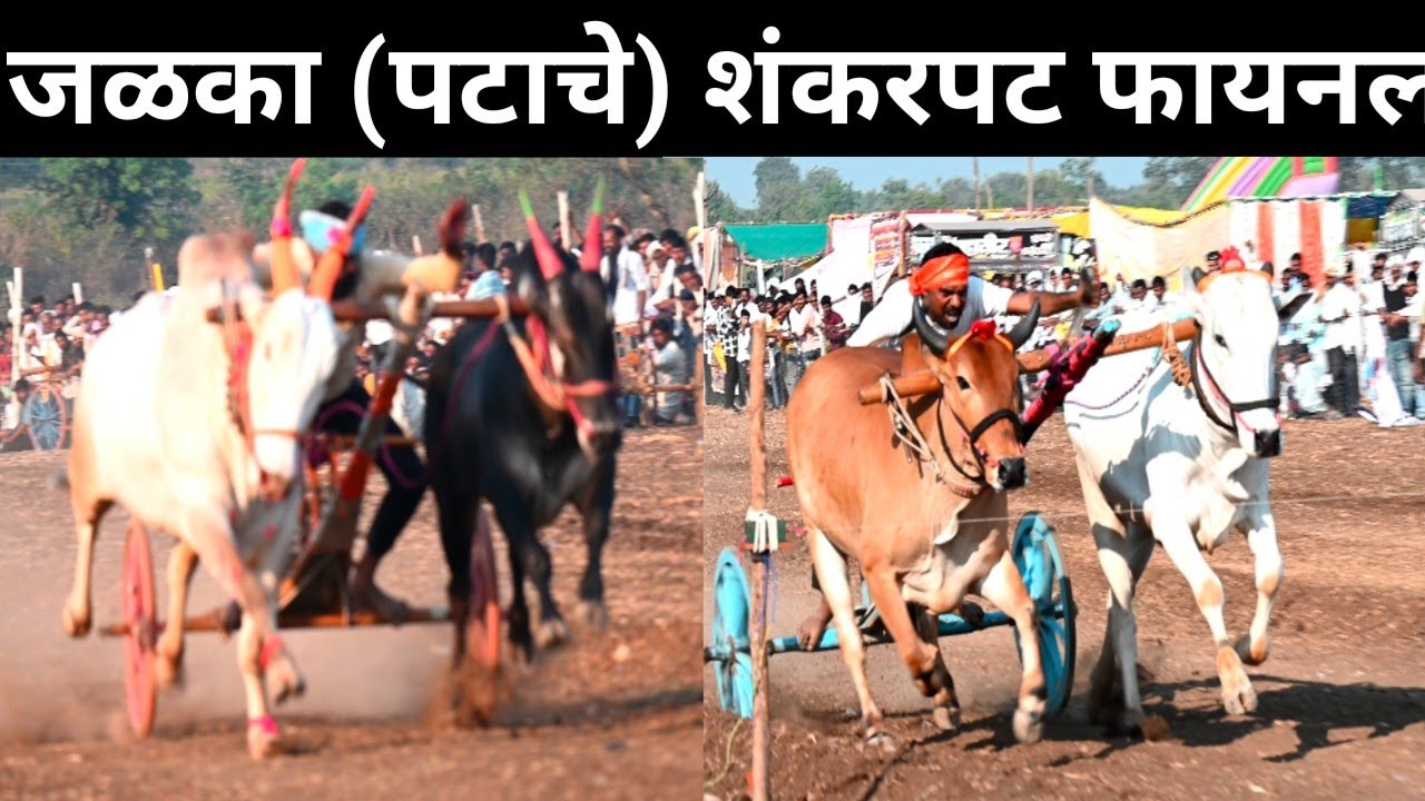 jalka patache shankarpat शंकरपट  जळका (पटाचे) 
