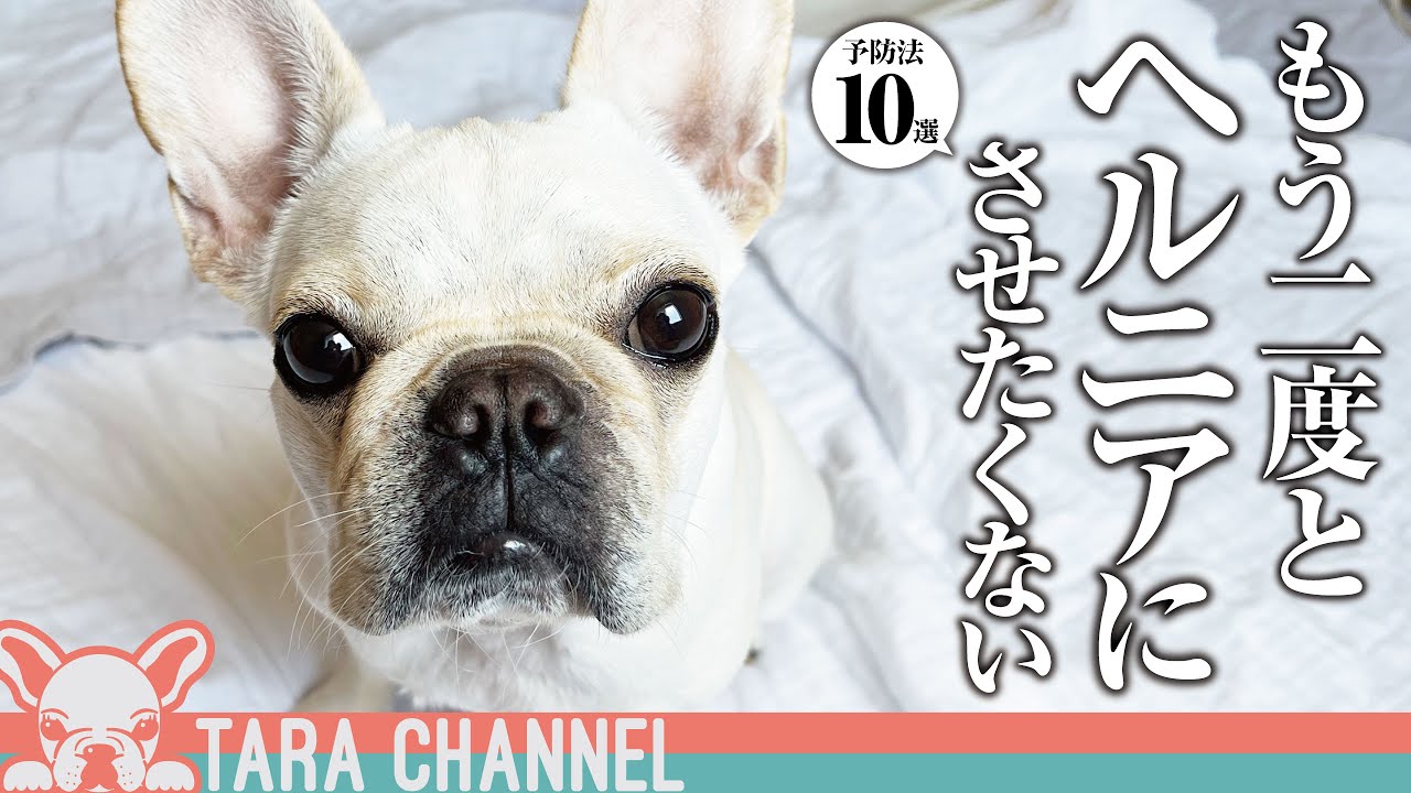 ヘルニアになる前にやっておけばよかった10の事｜サプリメント｜フローリング対策｜段差＆立ち上がり｜ダイエット｜【フレンチブルドッグ】