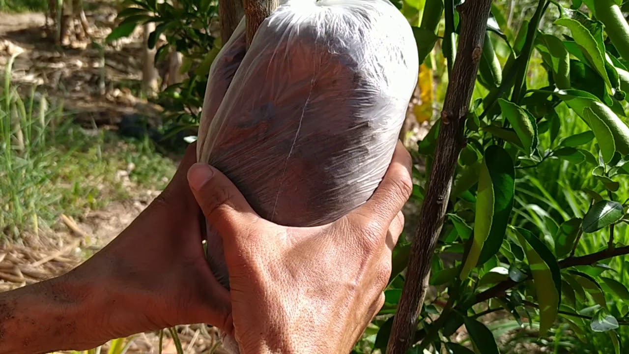 Alporquia na tangerina.
