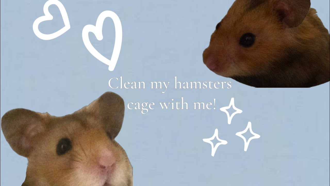 Clean My hamsters Cage With Me!!! 