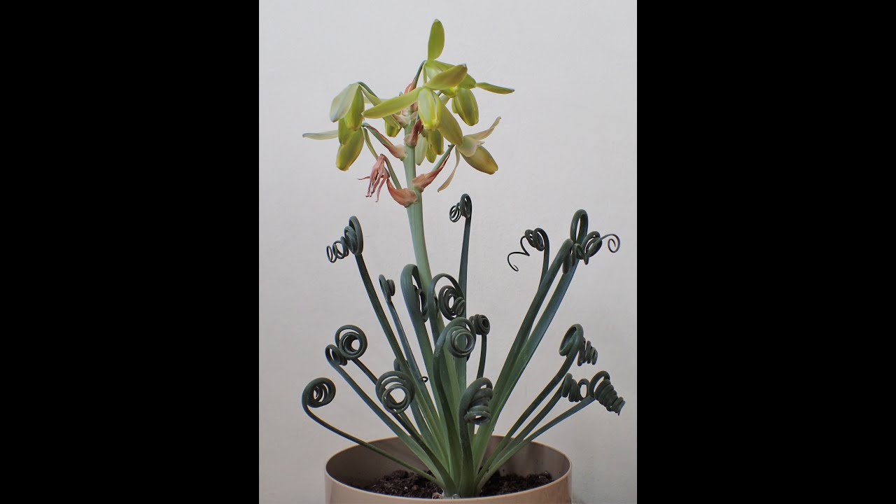 albuca spiralis (lirio sacacorchos)