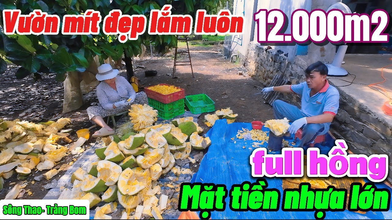 Nhà đất đồng nai ,Bác sáng lớn tuổi cần bán vườn mít mặt tiền nhựa lớn 100m full hồng gần chợ,