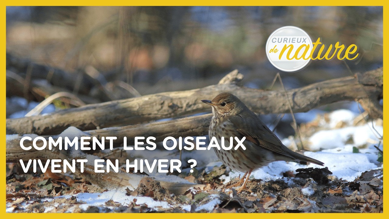 Les oiseaux en hiver - Curieux de nature #13