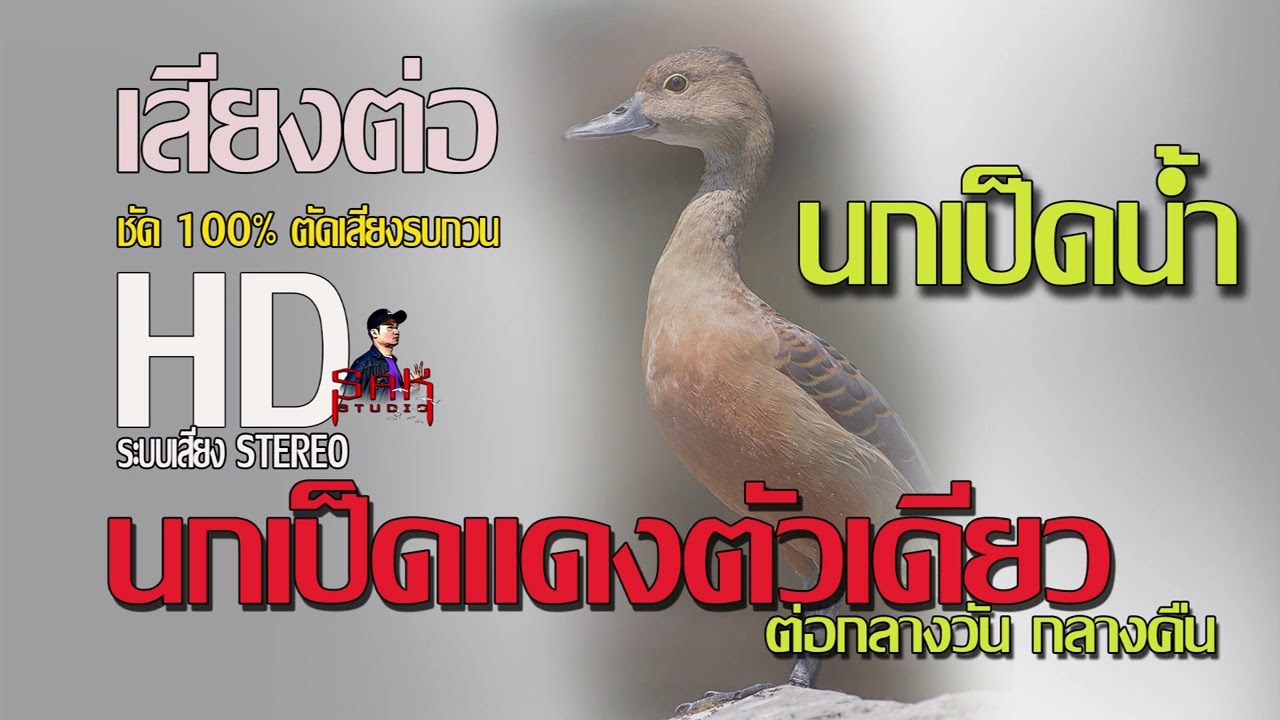 เสียงนกเป็ดแดง ล่าสุด HD (ตัดเสียงรบกวน)Stereo  [teal] [mòng két] [ສີຂຽວອ່ອນ] [បៃតងខ្ចី]