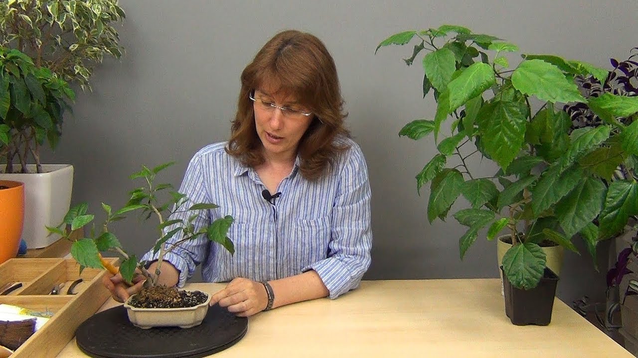 Бонсай из гибискуса (ч.1).
