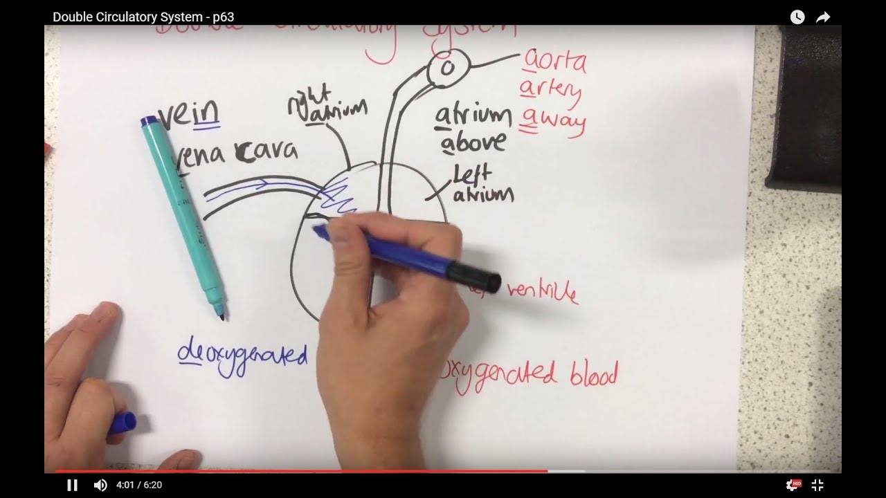Double Circulatory System - p63 (Foundation p61)