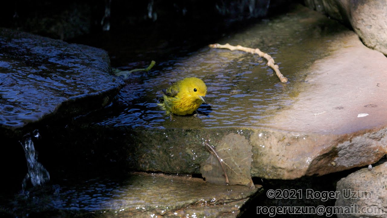HDObservations :  Yellow Warbler (4K UHD)